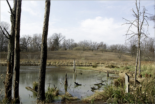 The Pond