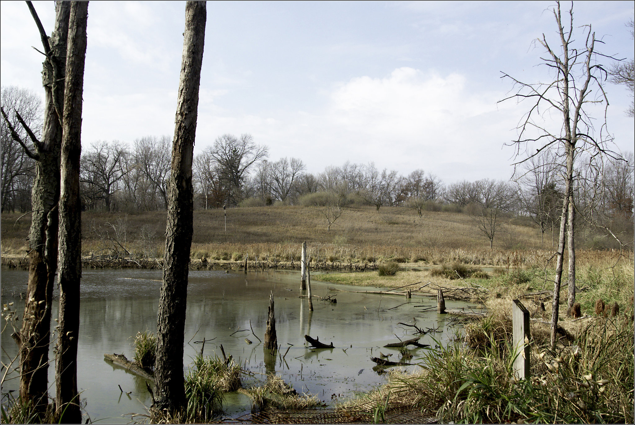 The Pond