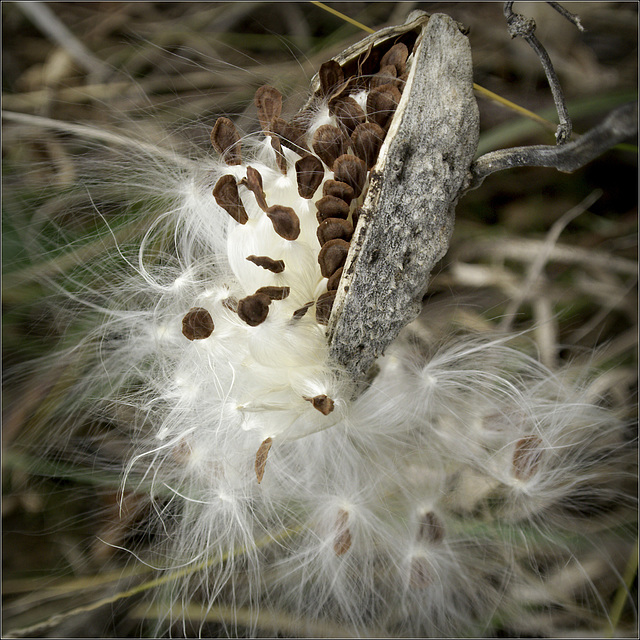 Milkweed