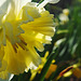 DSCF5455 daffodil sm