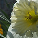 DSCF5497 white daffodil sm
