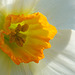 DSCF5509 orange daffodil crop sm