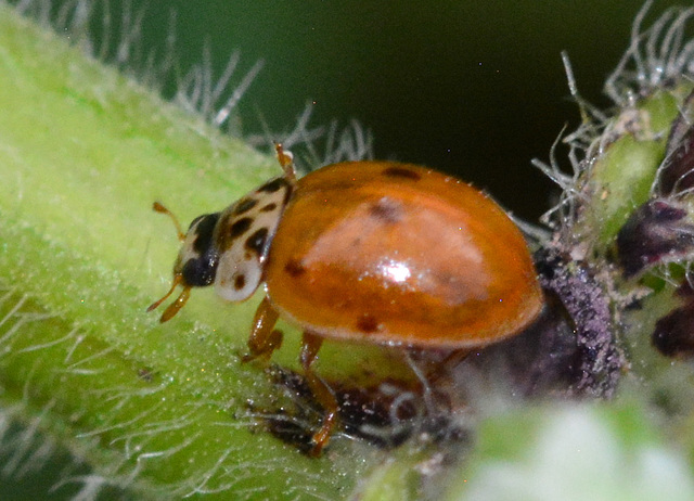 10-Spot Ladybird, Adalia 10-puncatata