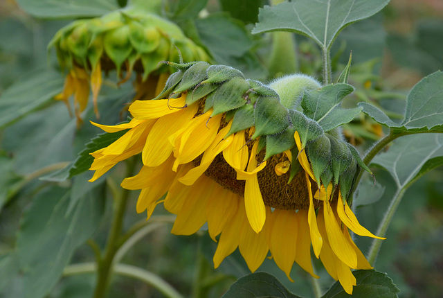 another sunflower