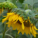another sunflower
