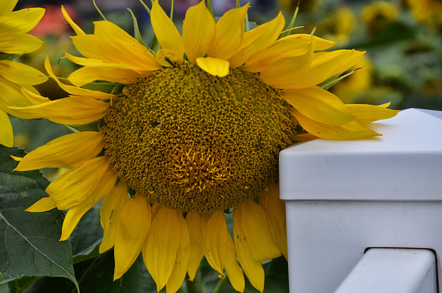 sunflower - MN State Fair