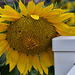 sunflower - MN State Fair
