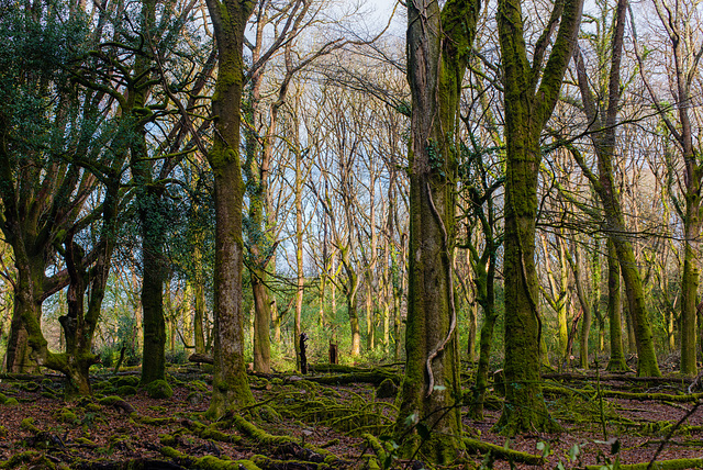 Wald am Dartmoor - 20140327