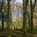 Wald am Dartmoor - 20140327
