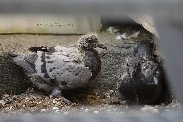 Familie Taube - Kinder (24. 4. 2014)