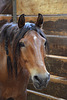 horse portrait iii