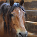 horse portrait iii