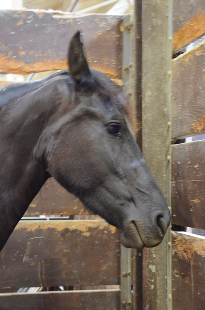 horse portrait ii