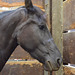 horse portrait ii