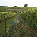 Monbazillac - chez Camus