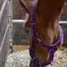 horse portrait i