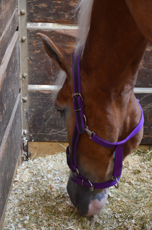 horse portrait i