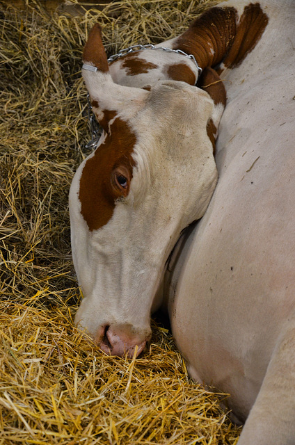 cow at the fair