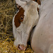 cow at the fair