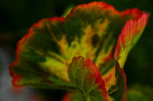 geranium leaf