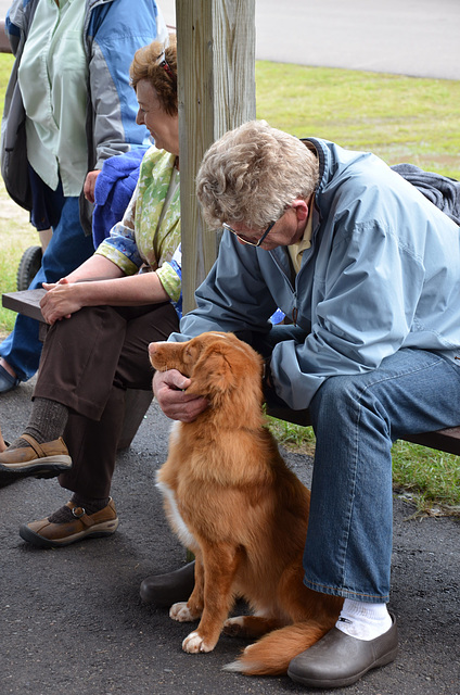 scenes from the dog show iii - "Ahhh - yes, scratch behind my ears."