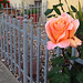 Fencey Rose