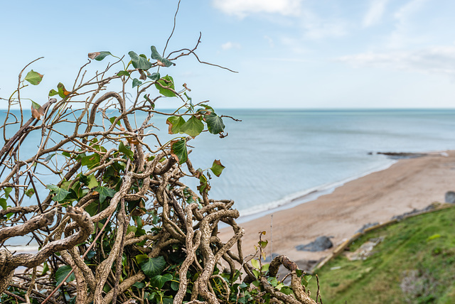 Efeu mit Aussicht - 20140323