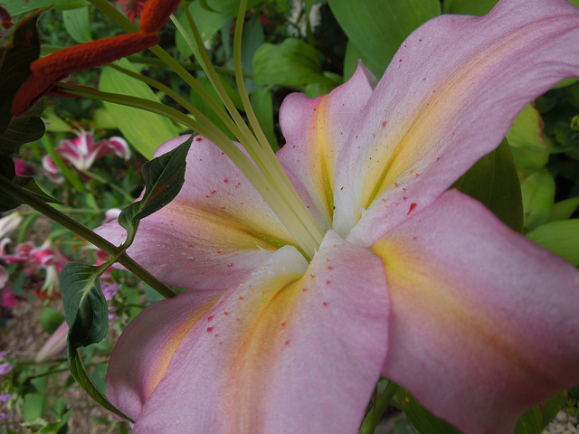 Oriental lily