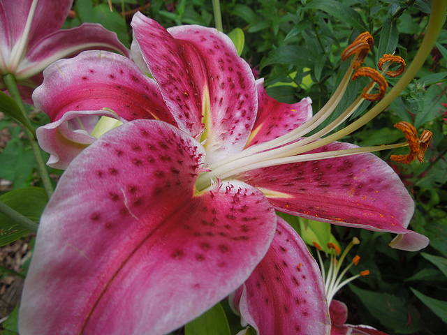 Oriental lily - Stargazer