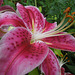 Oriental lily - Stargazer