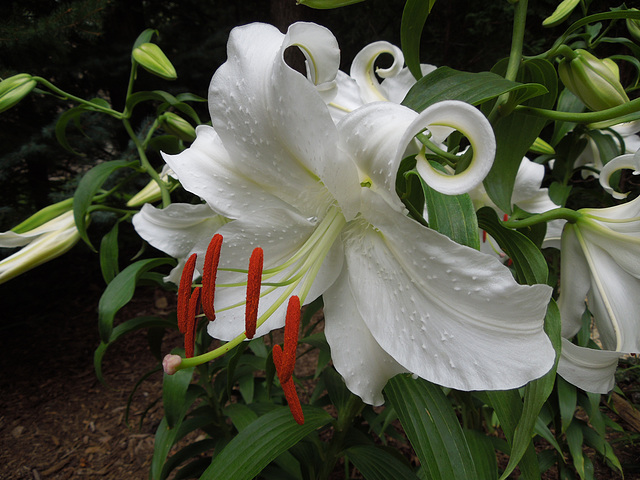 Oriental lily