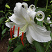 Oriental lily