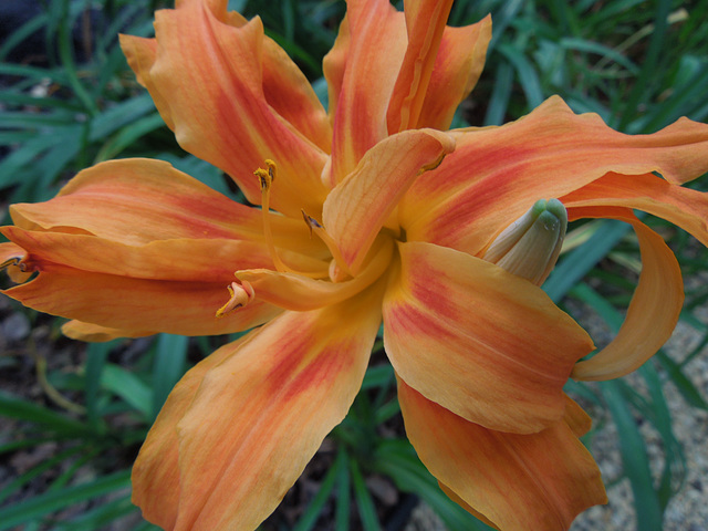 daylily