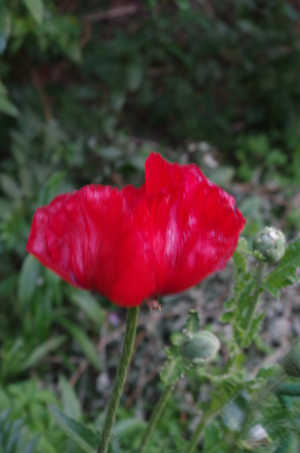 coquelicot de Californie