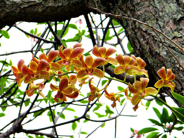 ~ Dendrobium Orchids on Maui  ~