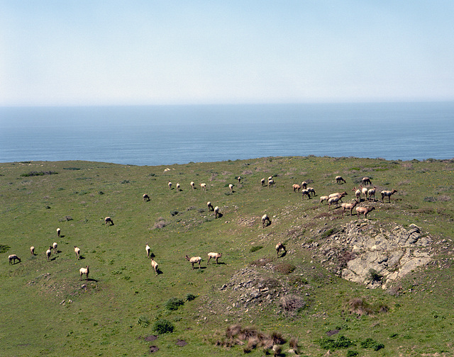 Tule Elk Reserve