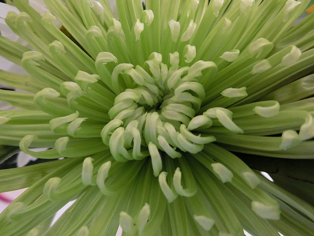 chrysanthemum