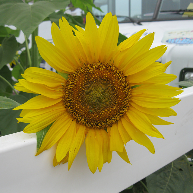 What is so Midwestern as a sunflower?