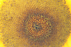 Tournesol_1