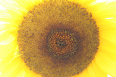 Tournesol_2