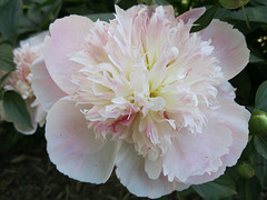 Melanie's peony - ii