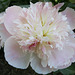 Melanie's peony - ii