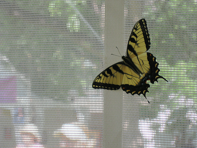 forlorn swallowtail