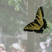 forlorn swallowtail