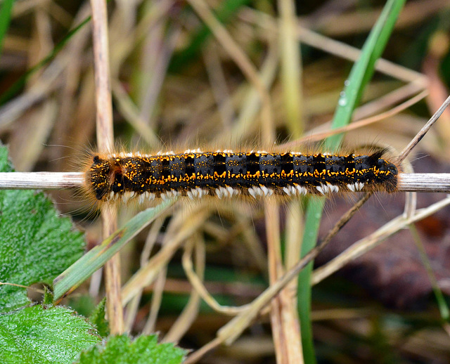 Drinker Moth (Philudoria Potatoria)