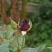 rose "Black baccara" obtenteur Meilland Lyon