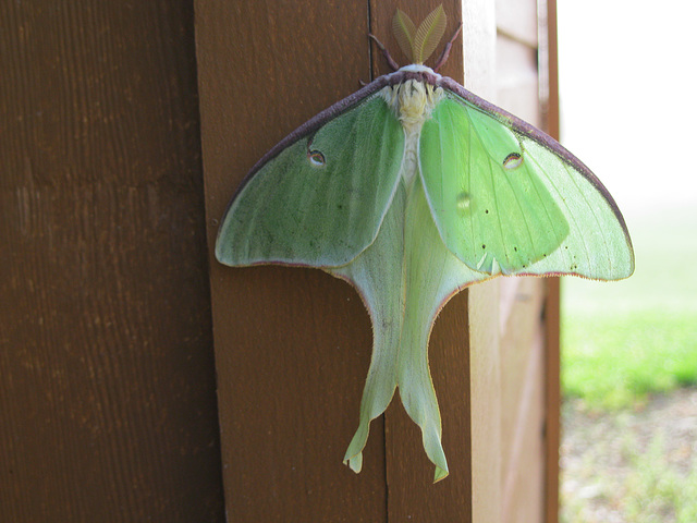 luna moth