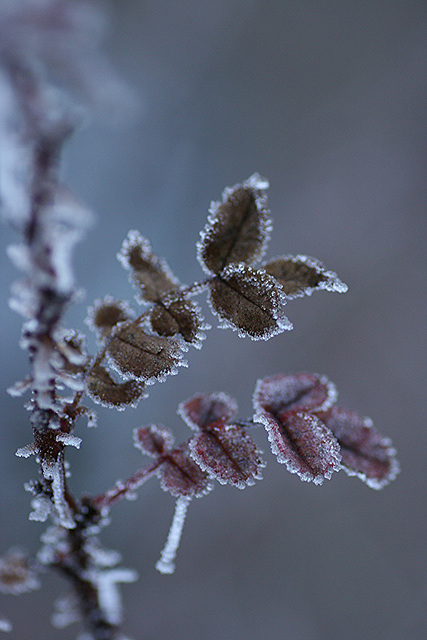 Härmatis / Frost