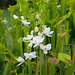 Calopogon tuberosus (Common Grass-pink orchid) --  rare white form