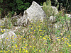 Dandelions in the Rocks